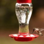 hummingbird nectar recipe